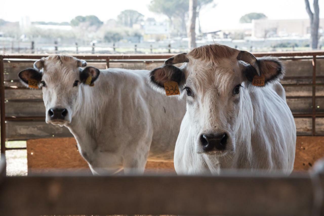 Agri Domus Διαμέρισμα Guidonia Εξωτερικό φωτογραφία